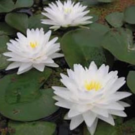 Hardy Water Lily, Waterlily Marliac White