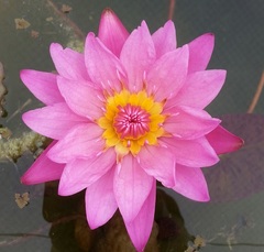 Hardy Water Lily, Waterlily 'Paula Louise'