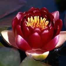 Hardy Water Lily, Waterlily 'Perry's Deepest Red'