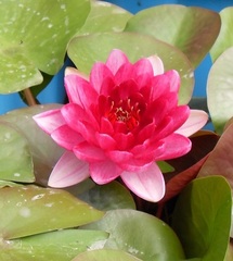 Hardy Water Lily, Waterlily 'Perry's Dwarf Red'