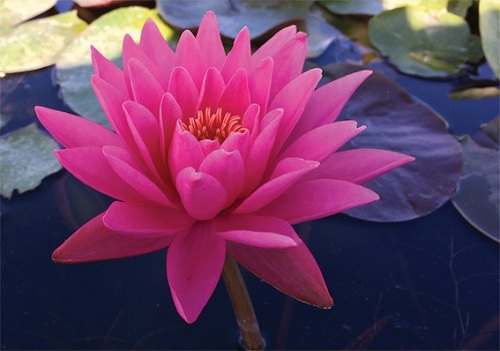 Hardy Water Lily, Waterlily Perrys Magnificent