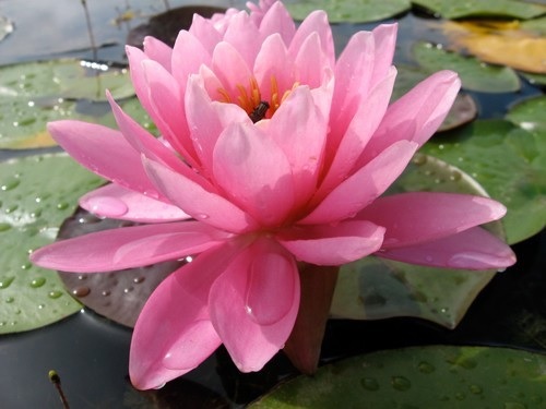 Hardy Water Lily, Waterlily Perrys Pink Beauty