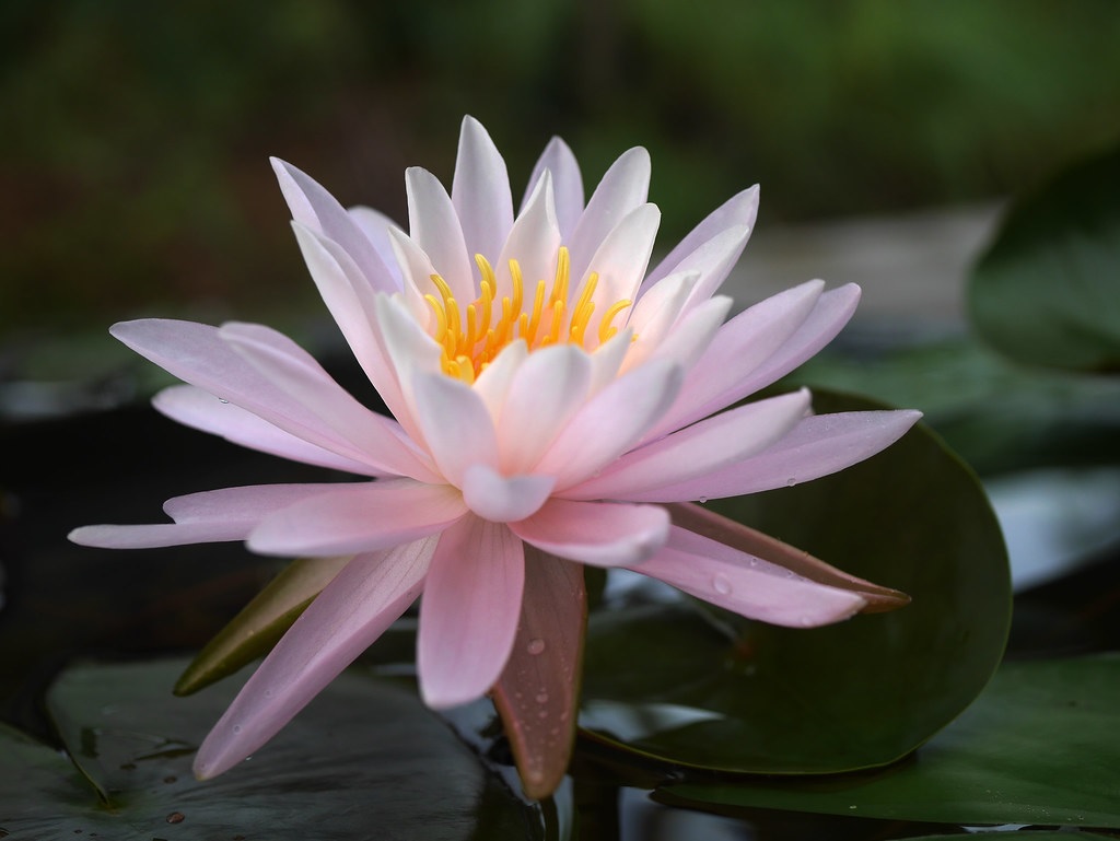 Hardy Water Lily, Waterlily Perrys Pink Heaven
