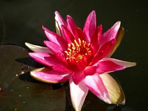 Hardy Water Lily, Waterlily Perrys Red Beauty