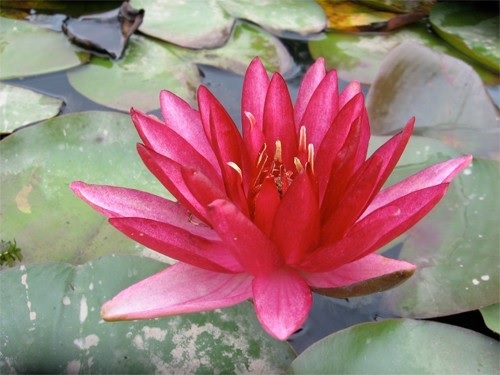 Hardy Water Lily, Waterlily Perrys Red Star