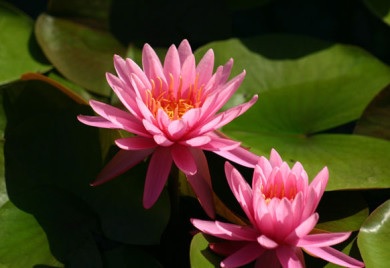 Hardy Water Lily, Waterlily Perrys Rich Rose