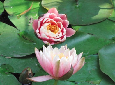 Hardy Water Lily, Waterlily Pink Opal