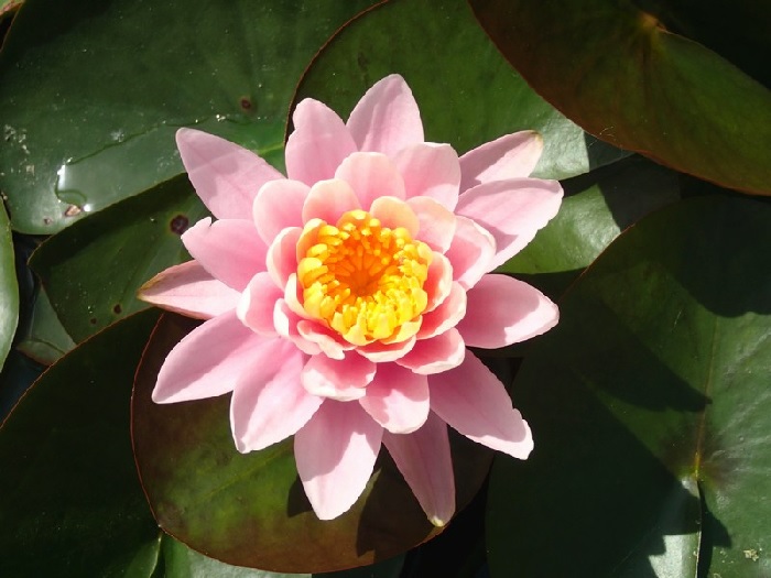 Hardy Water Lily, Waterlily Pink Peony