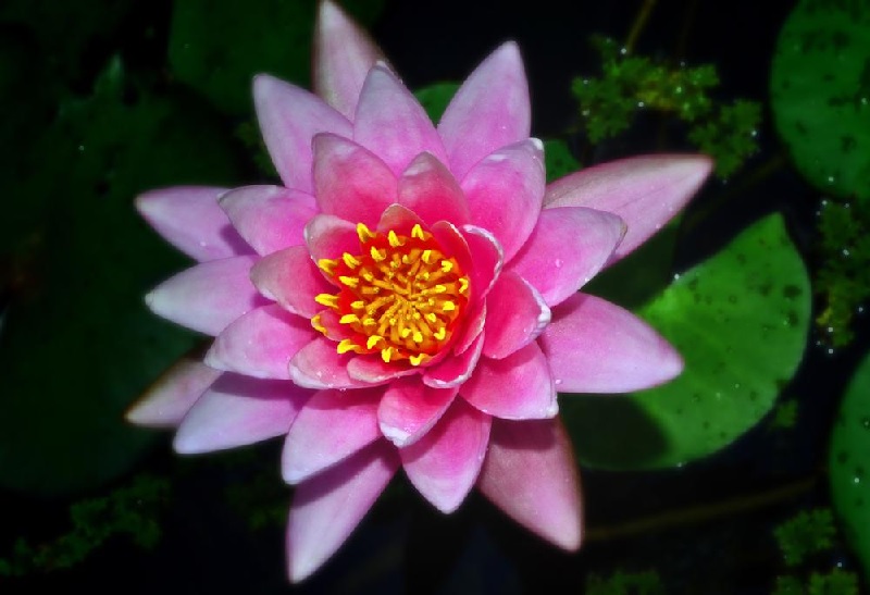 Tropical Waterlily, Water Lily Pink Perfection