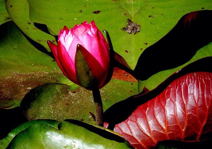 Hardy Water Lily, Waterlily Pinkly Pink