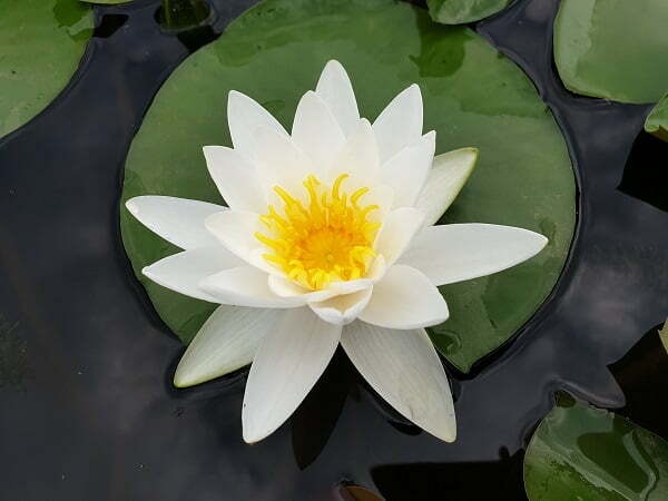 Hardy Water Lily, Waterlily Plenissima