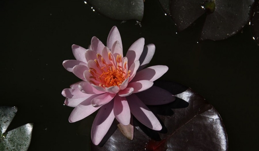 Hardy Water Lily, Waterlily President Viger