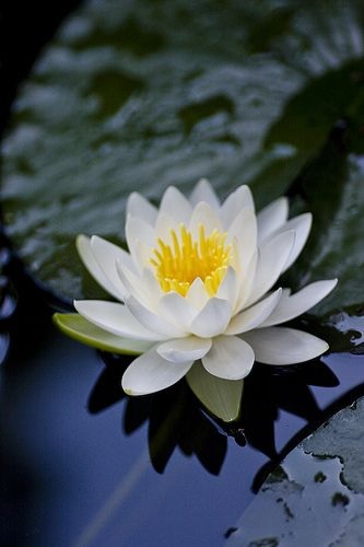 Hardy Water Lily, Waterlily Pride of Palm Beach
