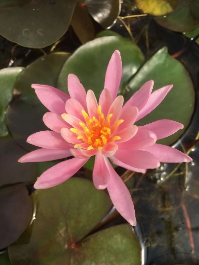 Hardy Water Lily, Waterlily Princess Elizabeth