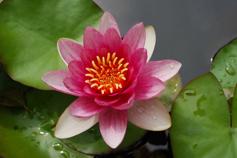 Hardy Water Lily, Waterlily Pumila Rubra