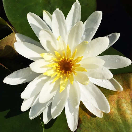 Hardy Water Lily, Waterlily Queen of Whites