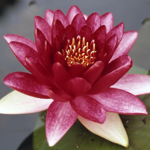 Hardy Water Lily, Waterlily Red Queen
