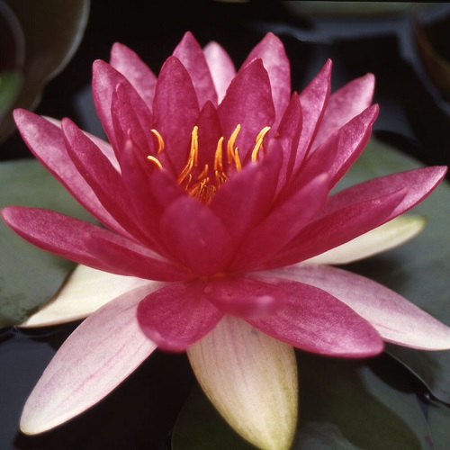Hardy Water Lily, Waterlily Red Sensation