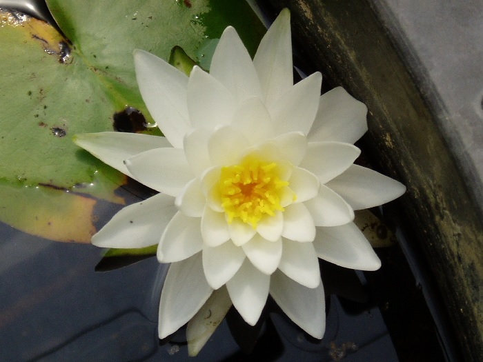 Hardy Water Lily, Waterlily Richardsoni