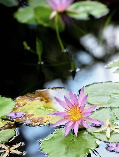 Hardy Water Lily, Waterlily Robert Strawn