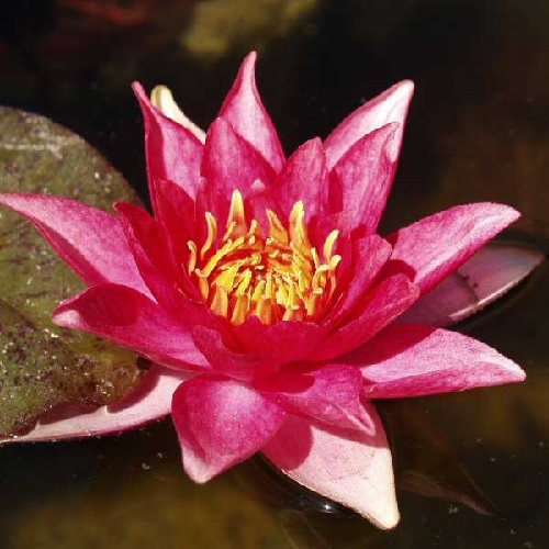 Hardy Water Lily, Waterlily Robinsoni