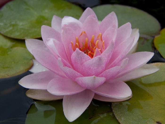 Hardy Water Lily, Waterlily Rosanna