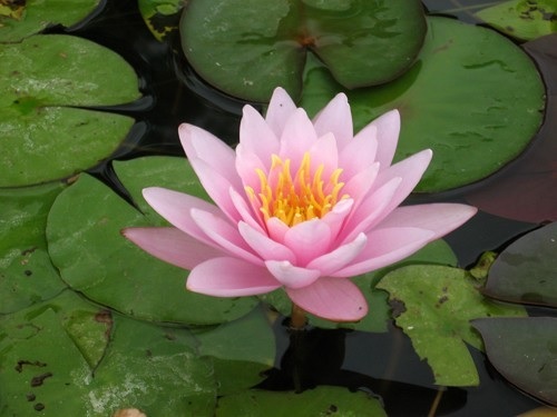 Hardy Water Lily, Waterlily Rosanna Supreme