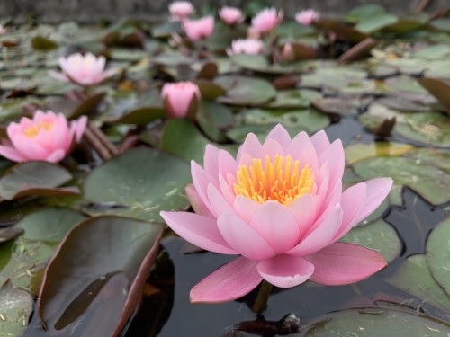 Hardy Water Lily, Waterlily Rose Magnolia