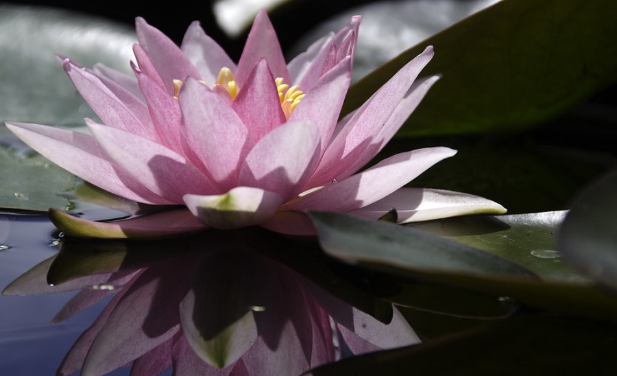 Hardy Water Lily, Waterlily Rosey Morn