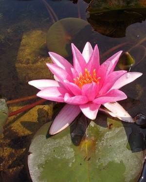Hardy Water Lily, Waterlily Rosita