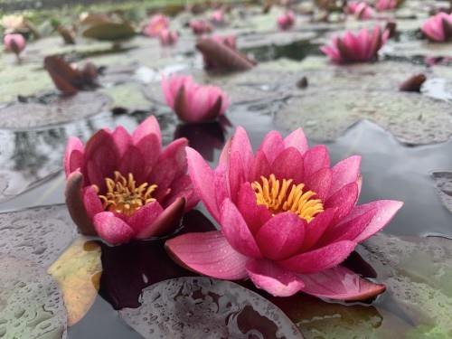 Hardy Water Lily, Waterlily Rubra Punctata