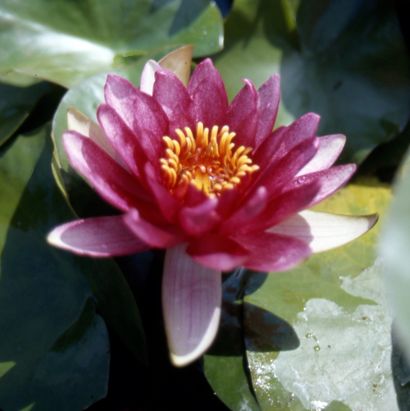 Hardy Water Lily, Waterlily Sanguinea