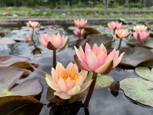 Hardy Water Lily, Waterlily Seignoureti