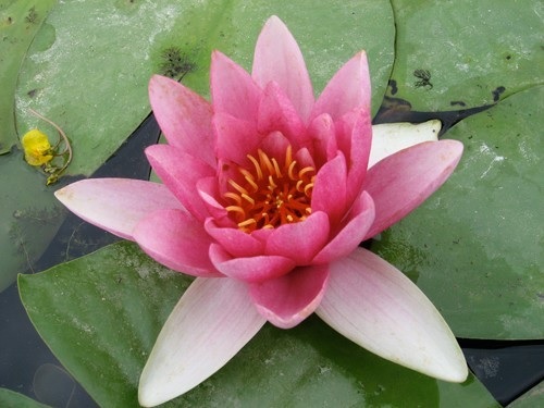 Hardy Water Lily, Waterlily Senegal