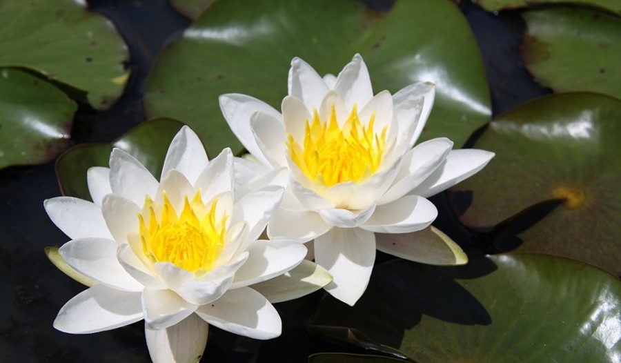 Hardy Water Lily, Waterlily Souvenir de Fridolfing