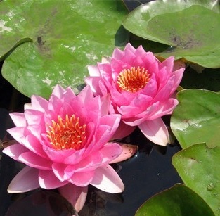 Hardy Water Lily, Waterlily Souvenir de Jules Jaquier
