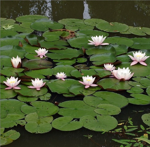 Hardy Water Lily, Waterlily Suavissima