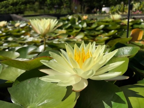 Hardy Water Lily, Waterlily Sulphurea Grandiflora