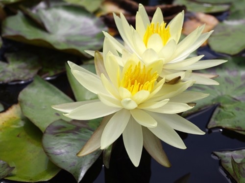 Hardy Water Lily, Waterlily Sulphurea Okeechobee