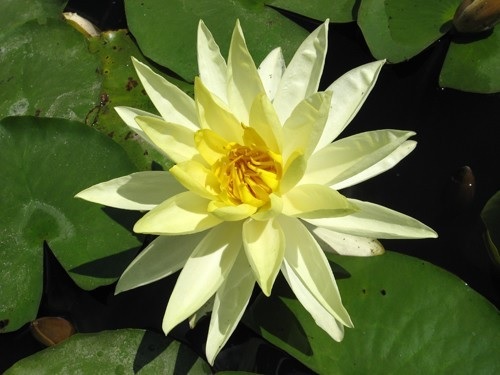 Hardy Water Lily, Waterlily Sunrise
