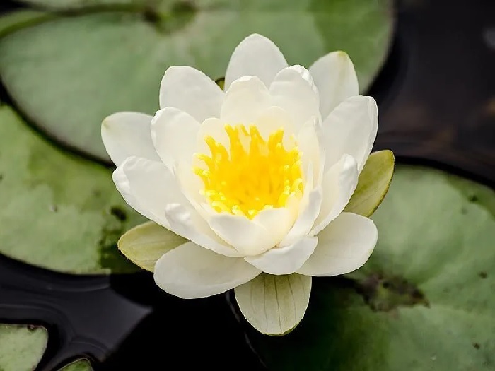 Hardy Water Lily, Waterlily Superba