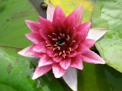Hardy Water Lily, Waterlily Temple Fire