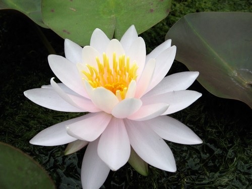 Hardy Water Lily, Waterlily Transfiguration