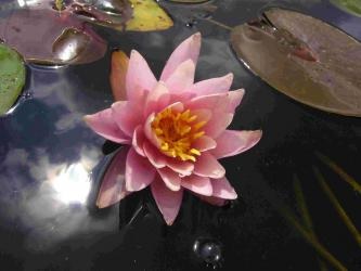 Hardy Water Lily, Waterlily Turicensis