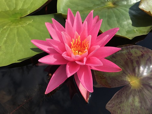 Hardy Water Lily, Waterlily Un Marechal