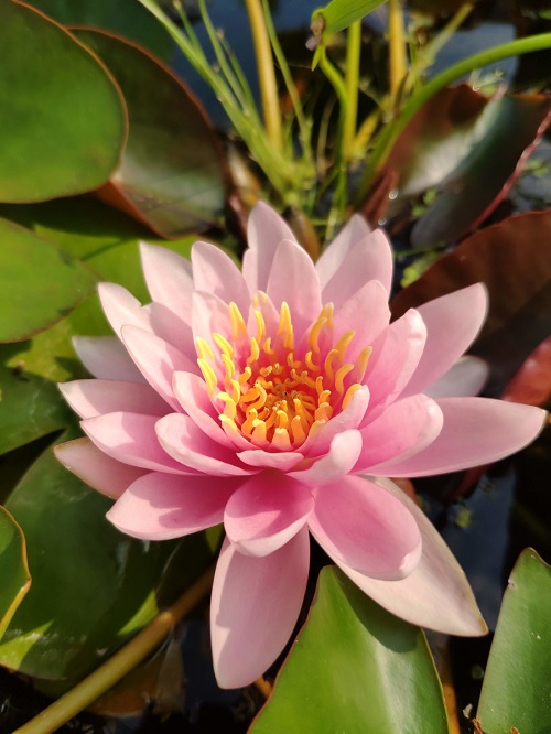 Hardy Water Lily, Waterlily Venusta