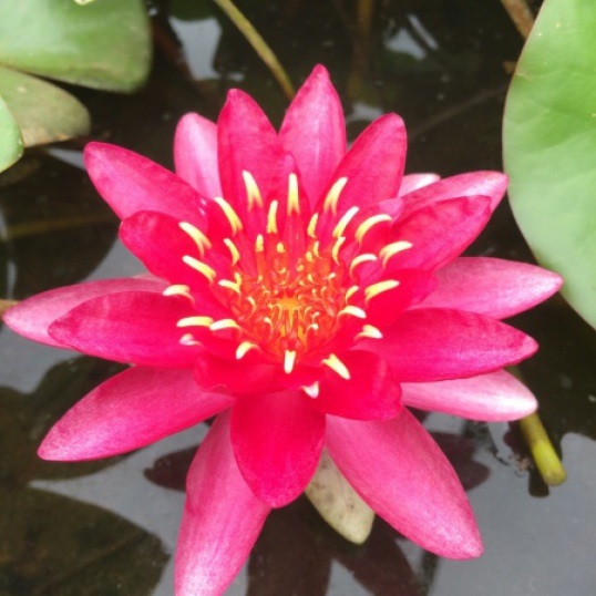 Hardy Water Lily, Waterlily Vesuve