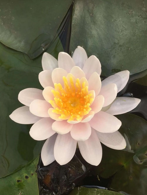 Hardy Water Lily, Waterlily W.B. Shaw