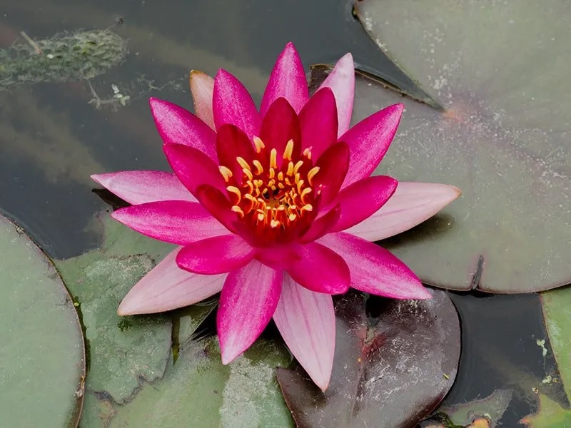Hardy Water Lily, Waterlily Weymouth Red