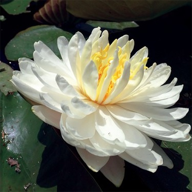 Hardy Water Lily, Waterlily White 1000 Petals